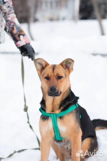 Метис овчарки