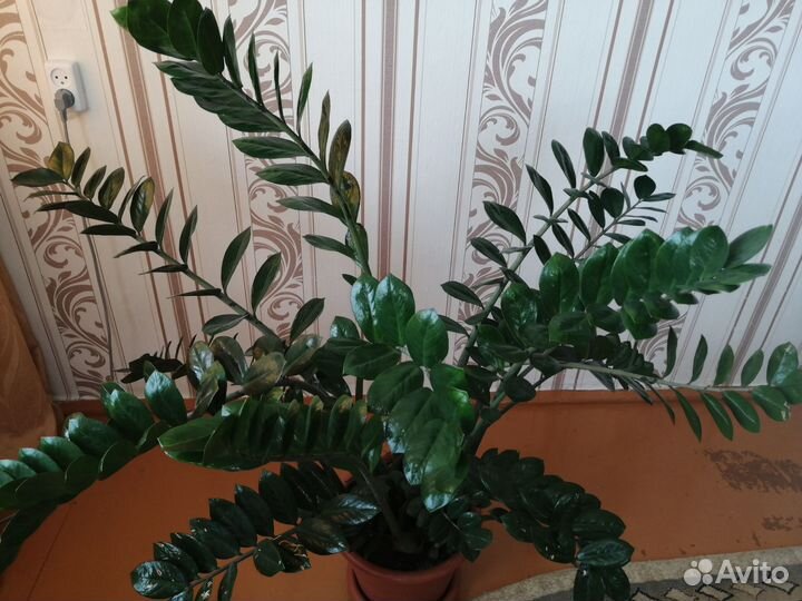 Замиокулькас