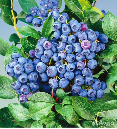 Саженцы голубики