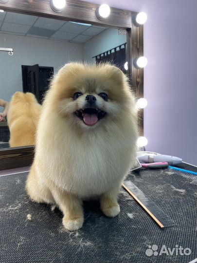 Беспалатная стрижка для вашего питомца