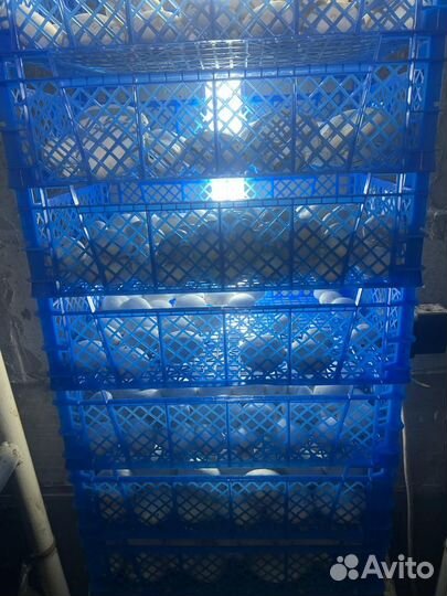 Грибы шампиньоны от производителя