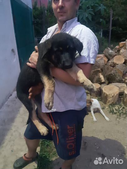 Продам щенков немецкой овчарки