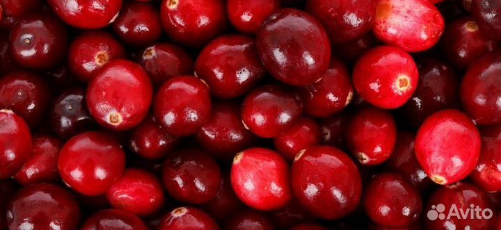 Клюква свежая
