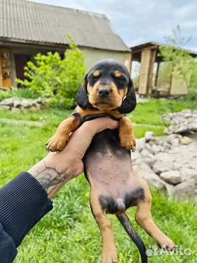 Щенки таксы