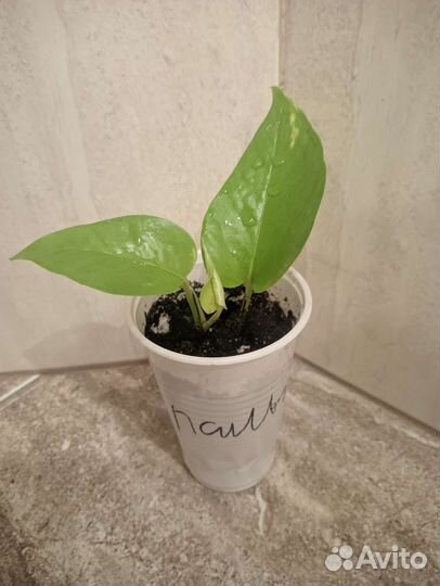 Эпипремнум Неон, Сциндапсус золотистый