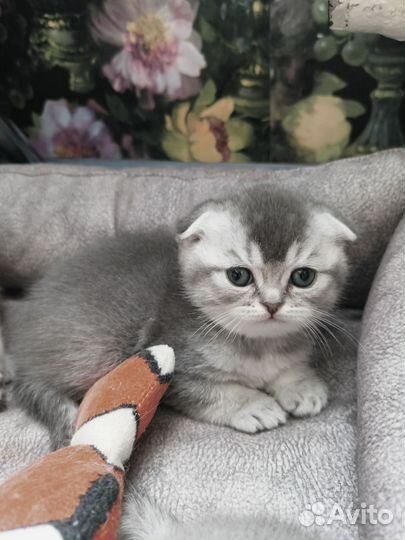 Шотландские вислоухие котята и прямоухие