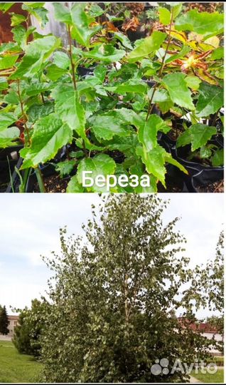 Саженцы березы