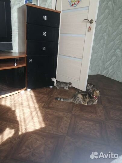 Кошки шотландцы
