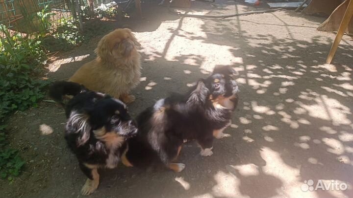 Щенки пекинеса