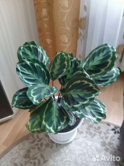 Калатея медальон