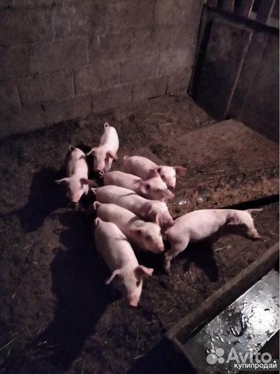 Поросята