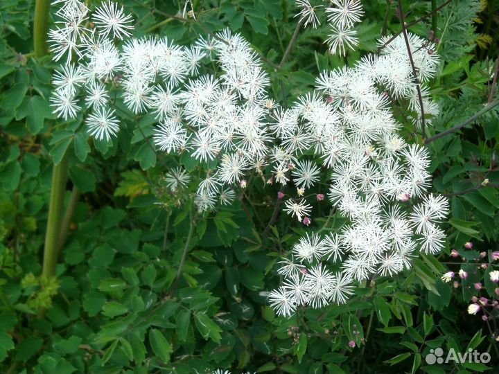 Многолетние цветы для клумб