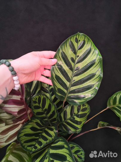 Калатея макояна пышная 14/50