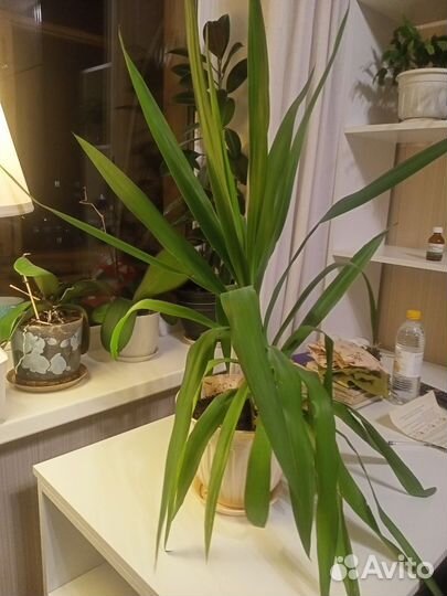 Пальма юкка