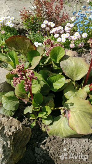 Садовые цветы