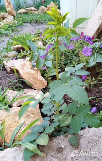 Саженцы роз