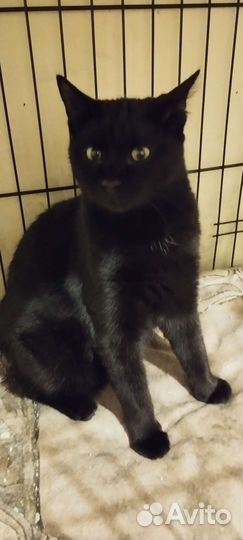 Кошечка Вупи