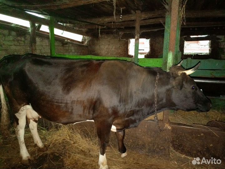 Продам коров