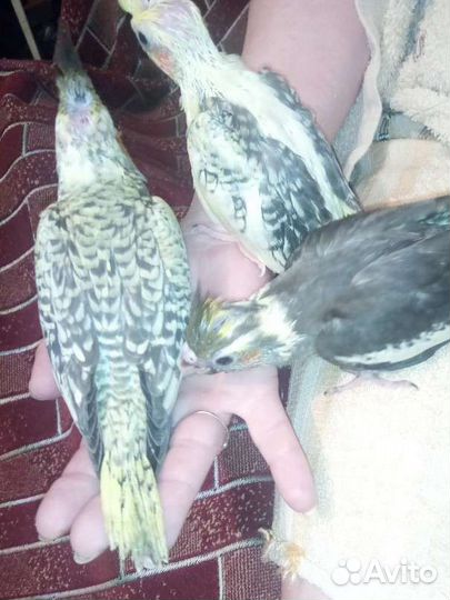 Попугаи,корелла нимфа