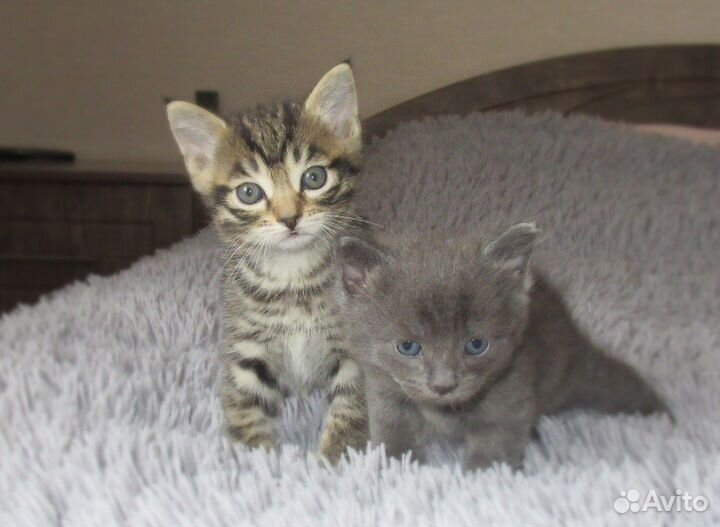 Котята в добрые руки бесплатно