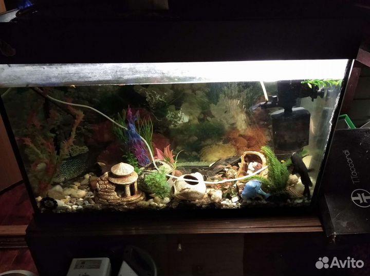 Аквариум