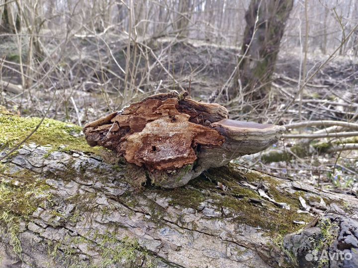 Трутовик большой гриб нарост на дереве