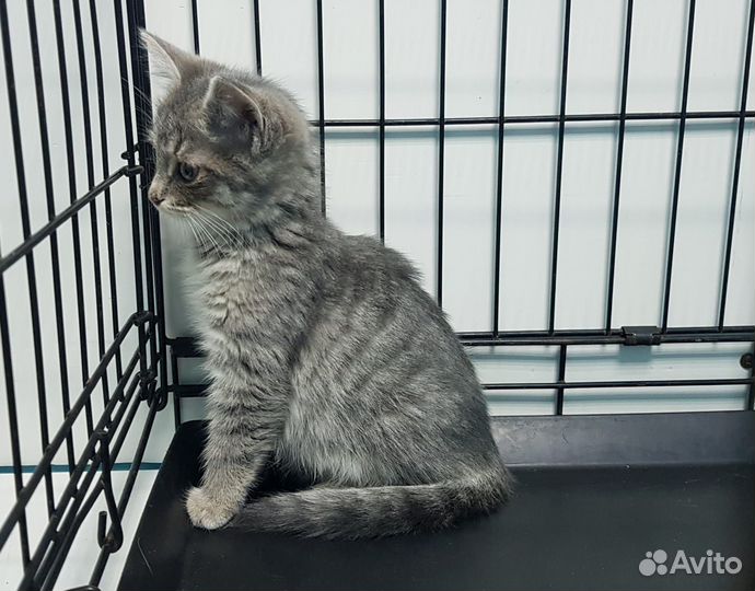 Котенок - мальчик ищет дом