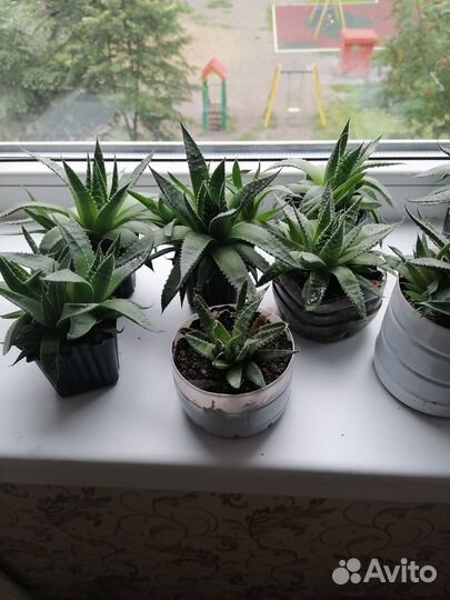 Алоэ остистое