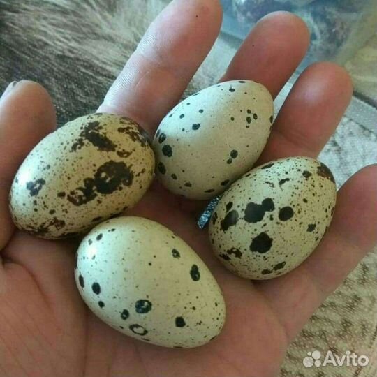 Инкубационное яйцо Перепела Техасы