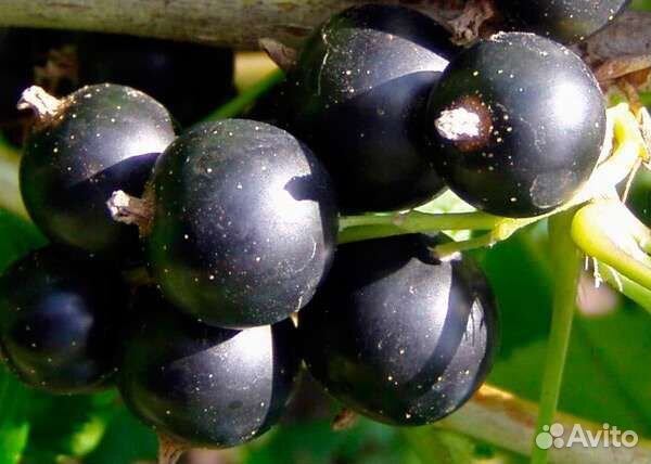 Саженцы смородины черной сорт Сахарная