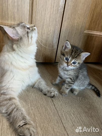 Котята бесплатно