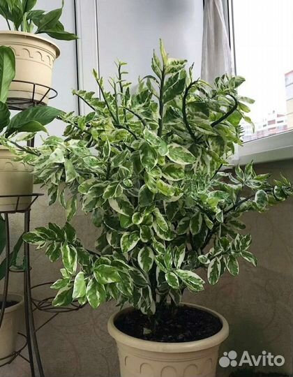 Педилантус