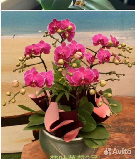 Орхидея фаленопсис Руби, 2,8 с цветоносом