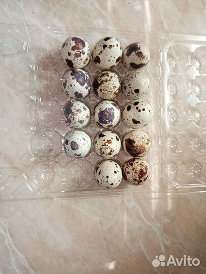 Яйца перепелиные инкубационное