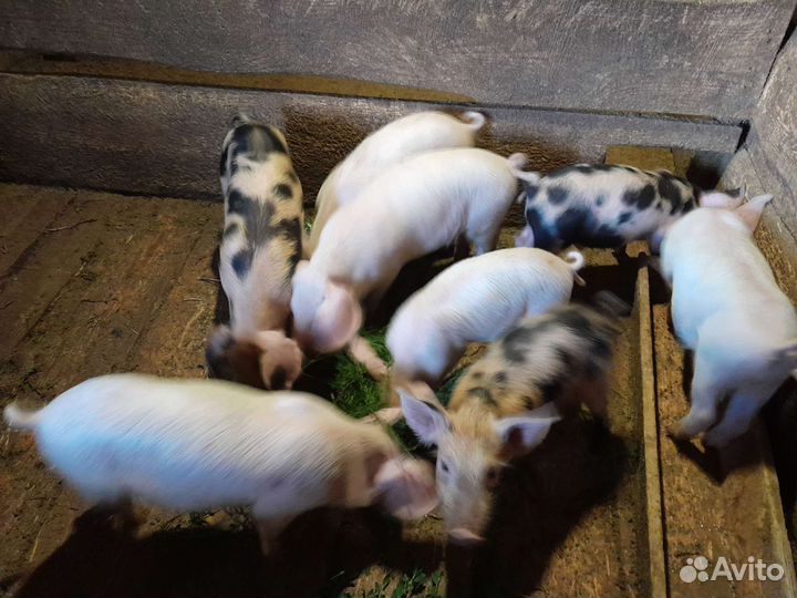 Домашние поросята