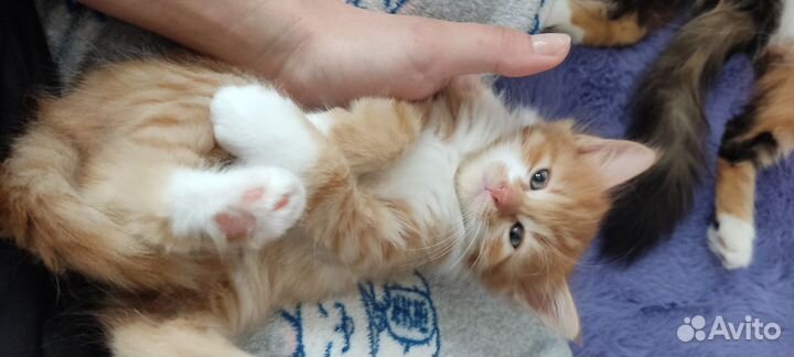 Рыжие котята в добрые руки
