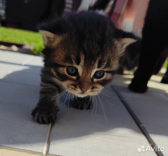 Котята в добрые руки бесплатно