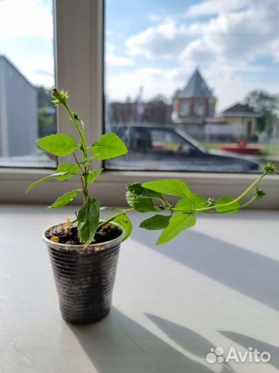 Лантана желтая