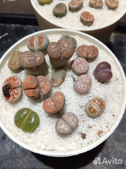 Литопсы, живые камни, композиция