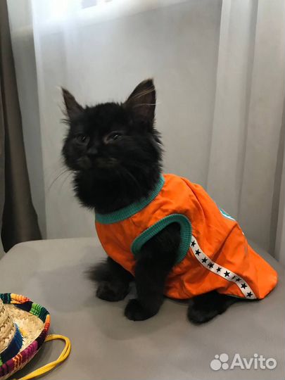 Котенок бесплатно