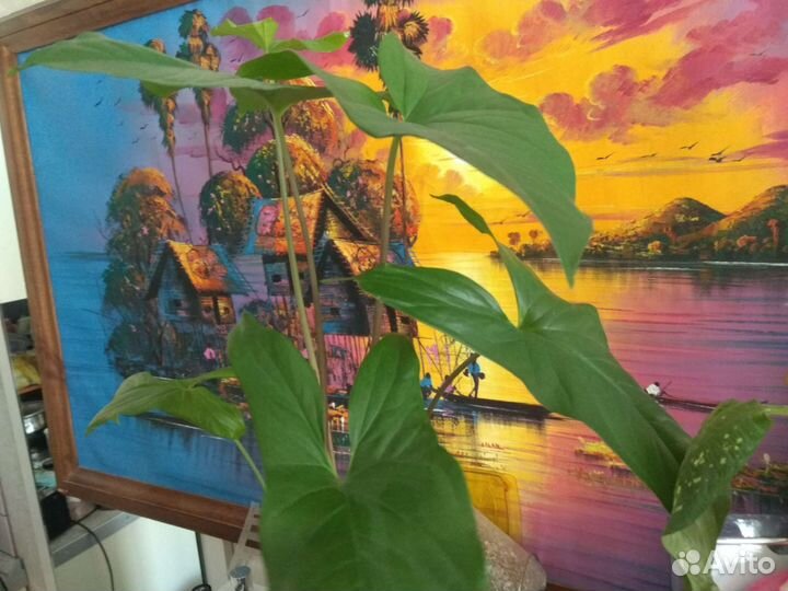 Цветок в подарочном горшке из керамики