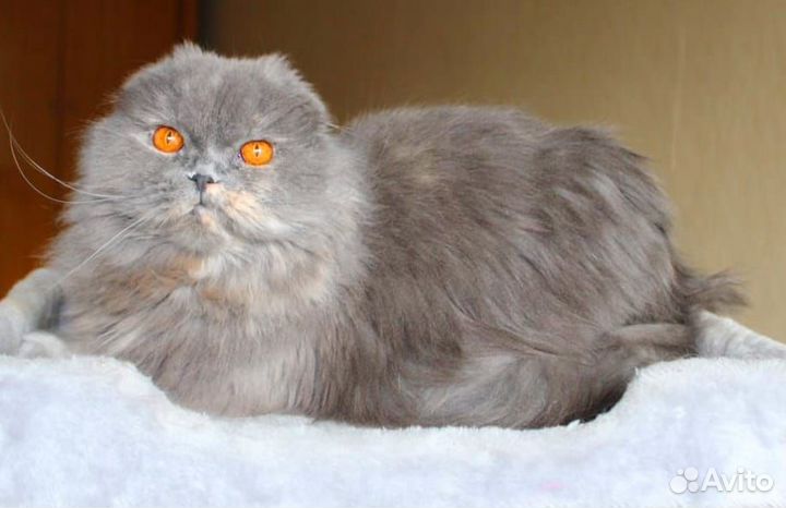 Шотландские дамы