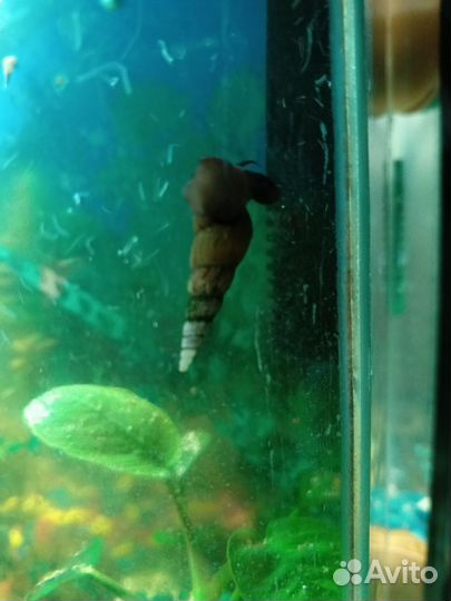 Улитки мелании