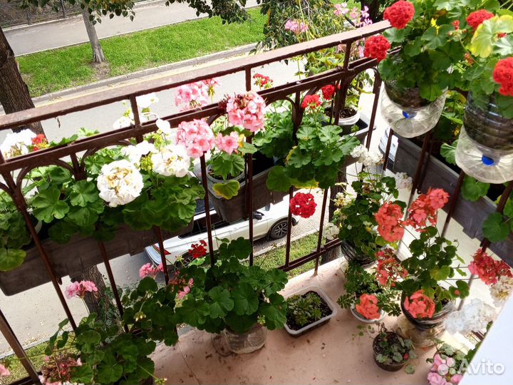 Цветущие герани