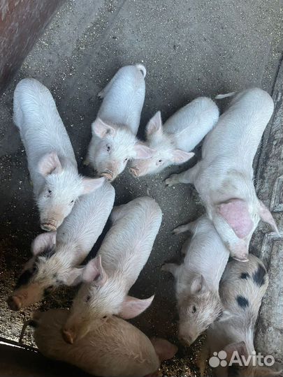 Поросята