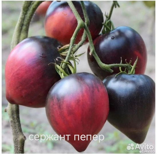 Семена коллекционных сортов томатов