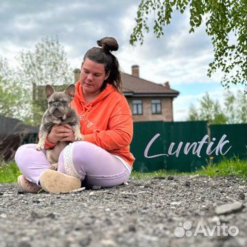 Французский бульдог вязка лилак тан