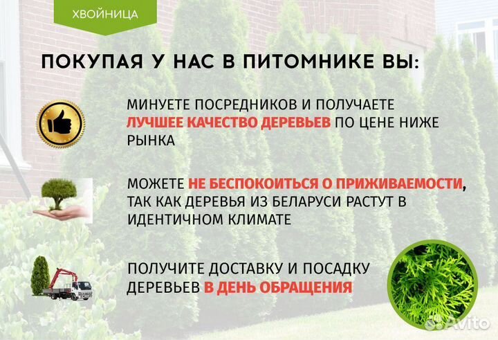 Туи Экстра качкства крупномеры