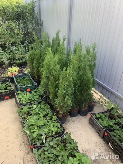 Саженцы плодовых и декоративных растений