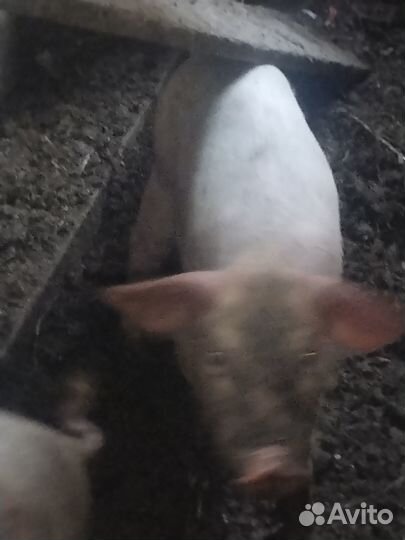 Поросята